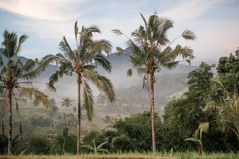 Palm trees and misty hills in the Balinese countryside