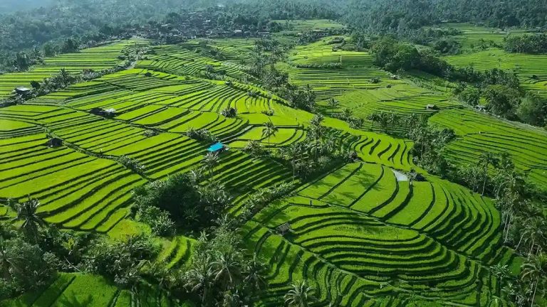 Aerial view of the Jatiluwih rice terraces in Bali