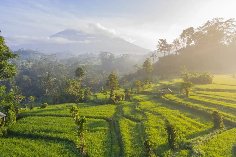 Terraced rice fields with a volcano in the distance, Bali